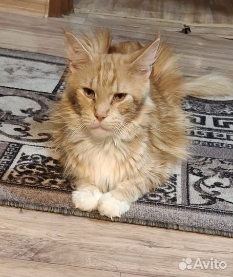 Отдам котенка в добрые руки мейн-кун