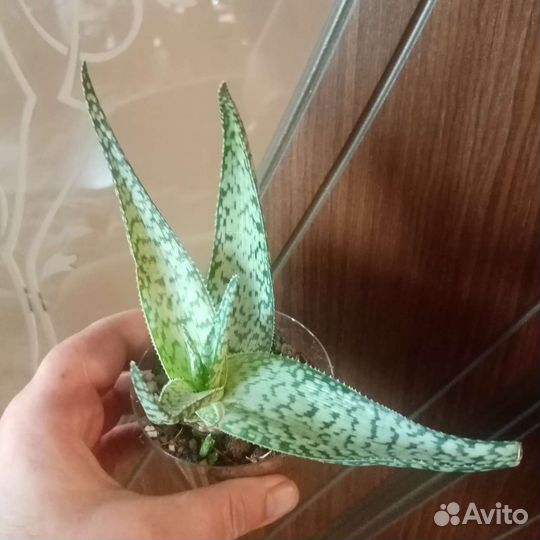 Алоэ вариегатные