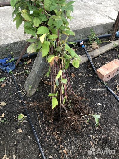 Саженцы малины