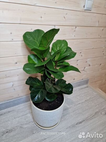 Фикус Бамбино Лировидный в горшке