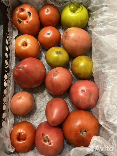 Помидоры домашние
