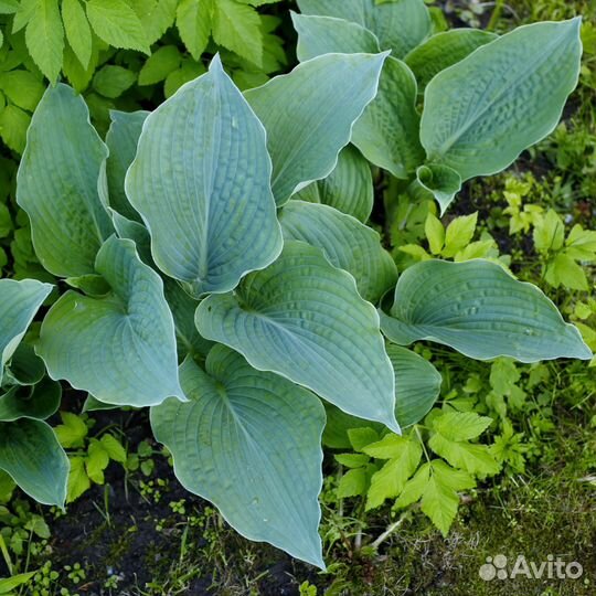 Голубая хоста, куст 4 ростка, кусту 3 года