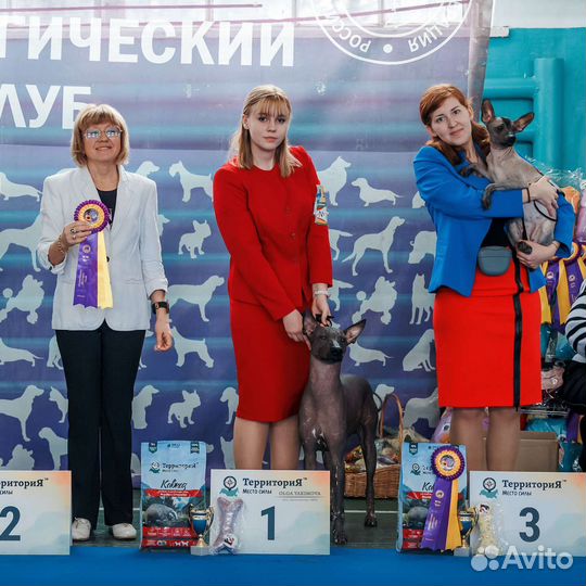Услуги хендлера. Профессиональный хендлер