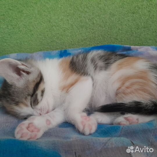 Котенок трёхцветный