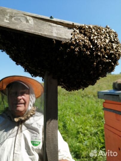 Продам пчелосемьи