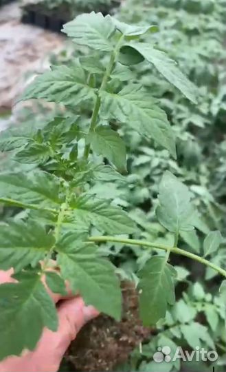 Рассада томатов