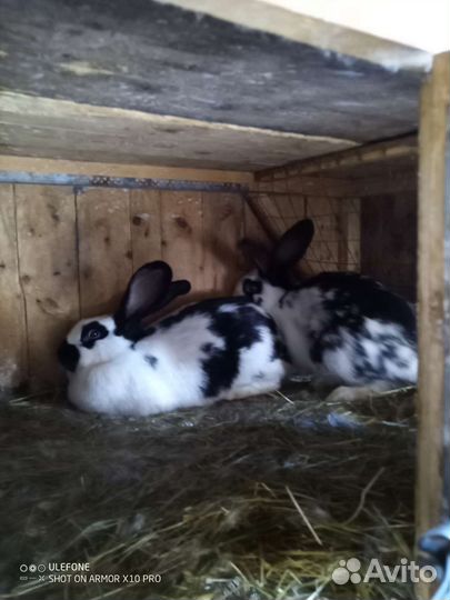 Продаются кролики на племя
