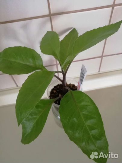 Джинура Листья Бога