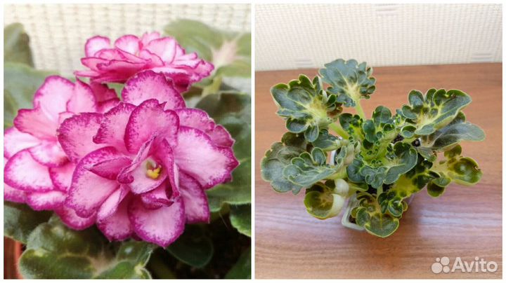 Узамбарские фиалки (сенполии), стартёры