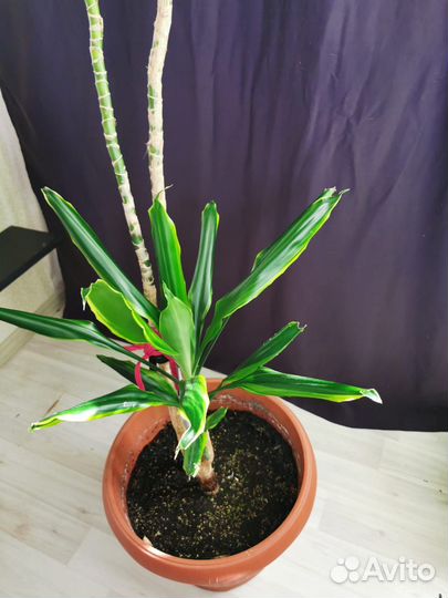 Продам цветы