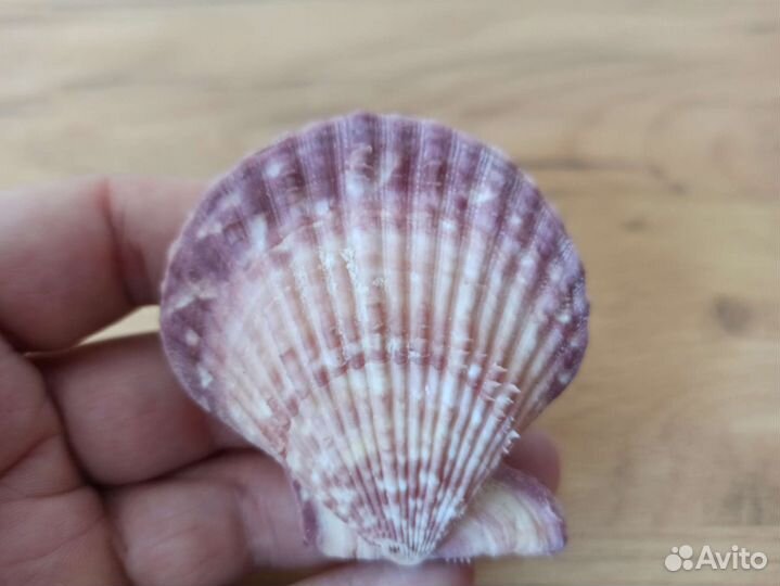 Морская раковина