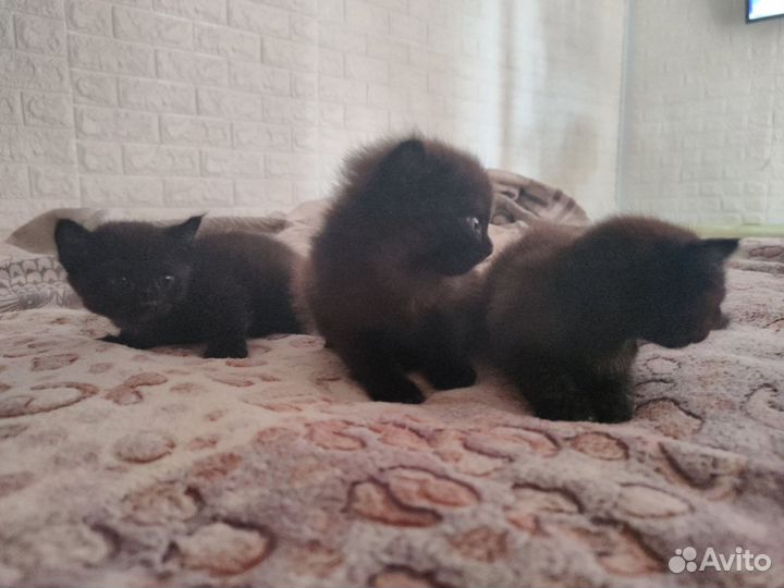 Котенок мейкун смесь