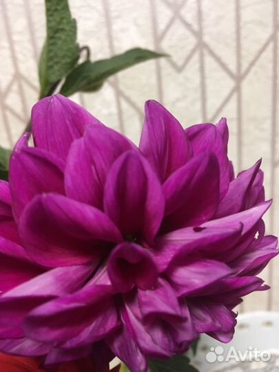 Георгины клубни