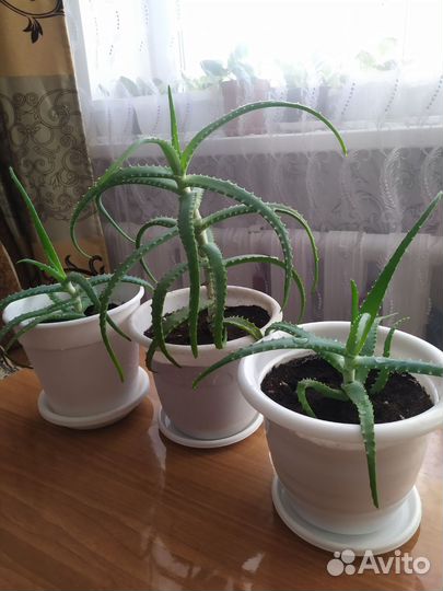 Алоэ столетник