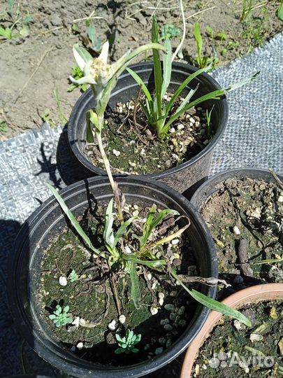 Эдельвейс цветок