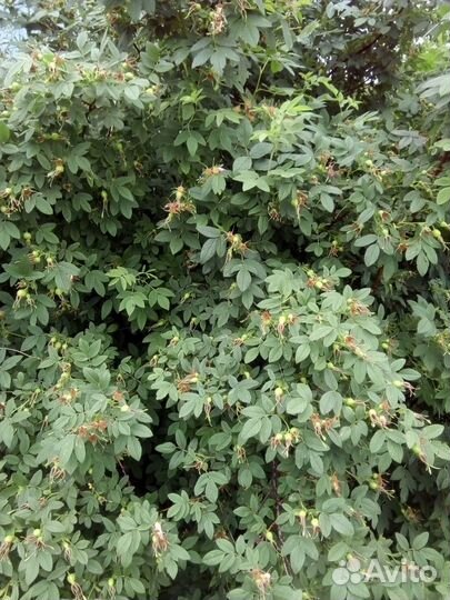 Кусты садового шиповника,дальневосточный