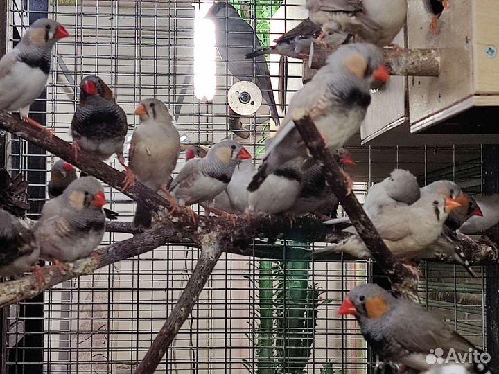 Амадины зебровые