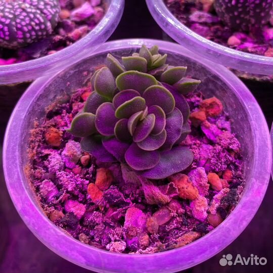 Суккуленты + алоэ