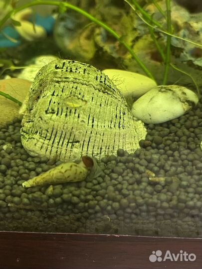 Улитки мелании