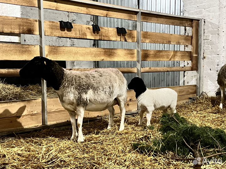 Бараны и овцы породы Дорпер