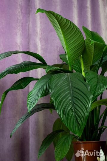 Комнатные цветы \ Спатифиллум \ Женское счастье