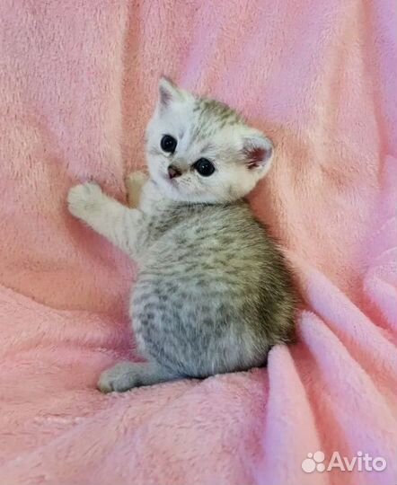 Британская серебристая шиншилла