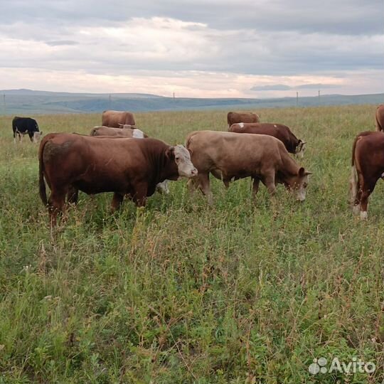 Быки на мясо живым весом