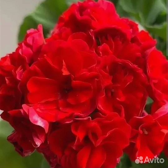 Пеларгония разная