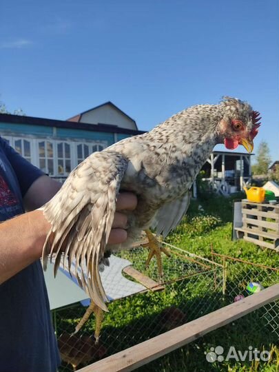 Петушки леггорн и легбар