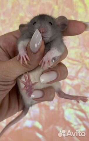 Крысята Дамбо. Крысята от Питомника. Большой выбор объявление продам