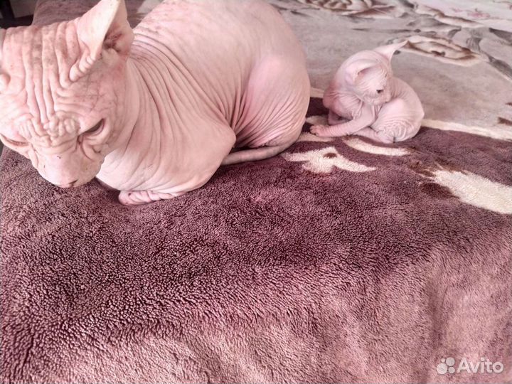 Продам котят, мальчик и девочка