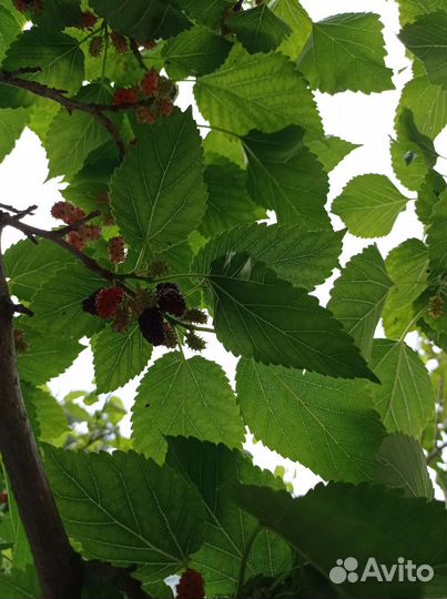 Саженцы шелковицы черной и варенье 2023