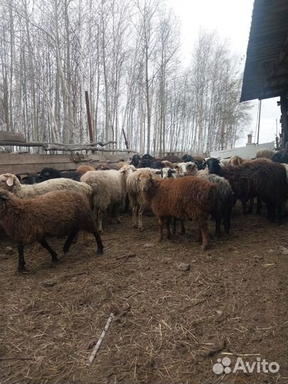 Курдючные бараны овцы