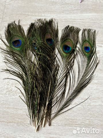 Перо павлина