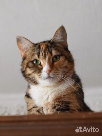 Возьмите Солнышко в дом