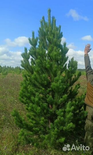 Сосна (Елка)