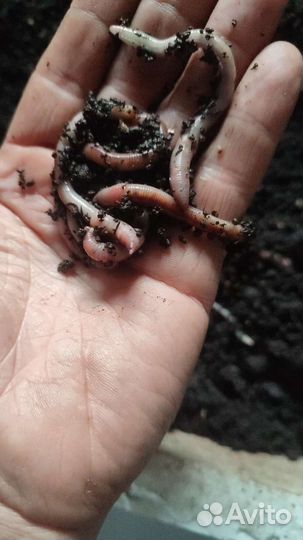 Дендрабена