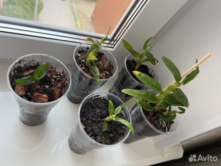 Орхидея дендробиум нобиле, или благородный