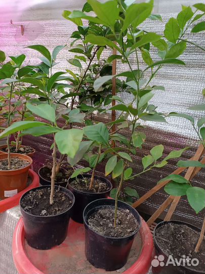 Укорененные лимоны