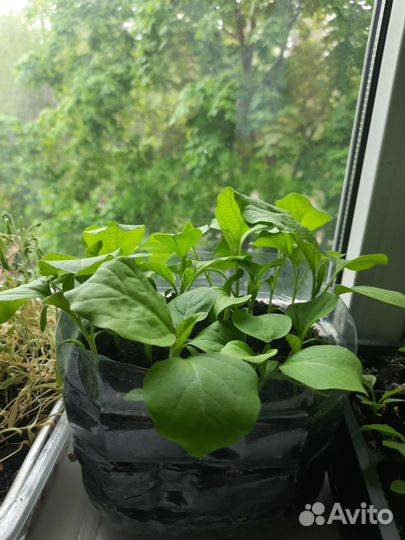 Рассада баклажан,и помидор