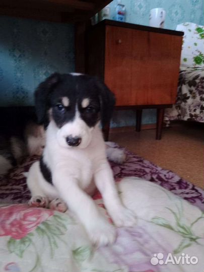 Собака в добрые руки щенки