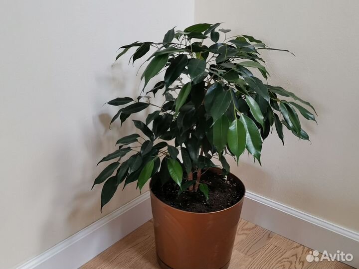 Фикус бенджамина Даниэль, 90 см