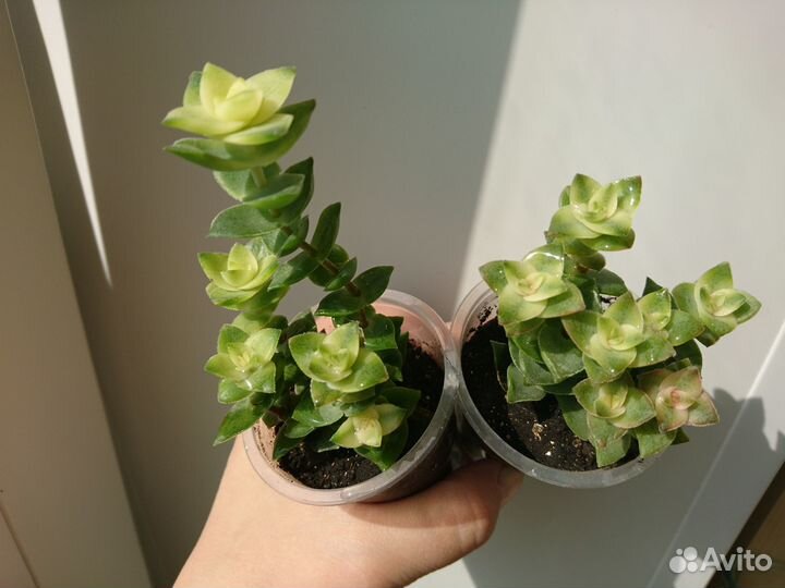 Суккуленты для флорарума, суккулентных садиков