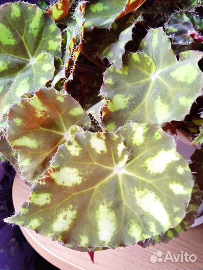 Бегония декоративно лиственная