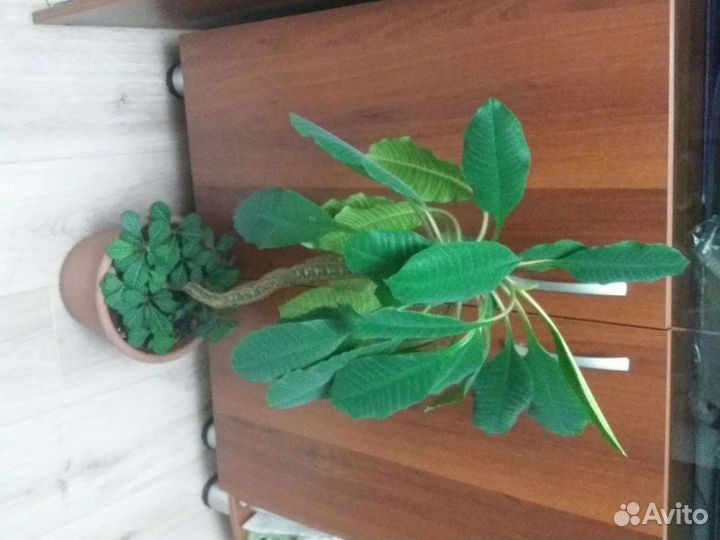 Комнатные цветы