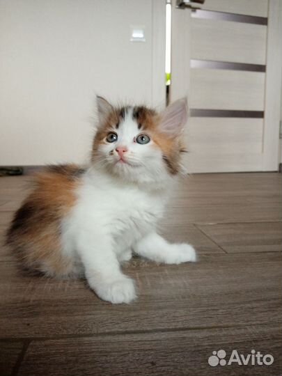 Кошки в добрые руки