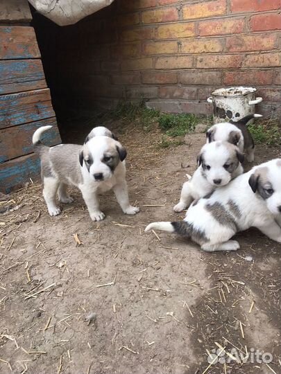 Щенки Среднеазиатская овчарка Алабай Сао