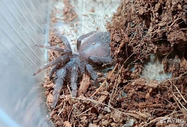 Паук птицеед Pterinopelma sazimai