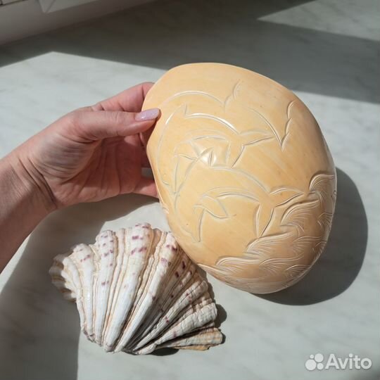 Морские ракушки раковины комплект 2 шт