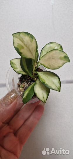 Хойя хешкелиана вариегатная